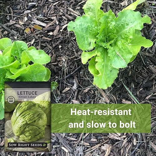 Miniatura 5 de Sow Right Seeds - Semillas de lechuga Great Lakes para plantar - Paquete de reliquia sin OMG con instrucciones para plantar un huerto casero - Al