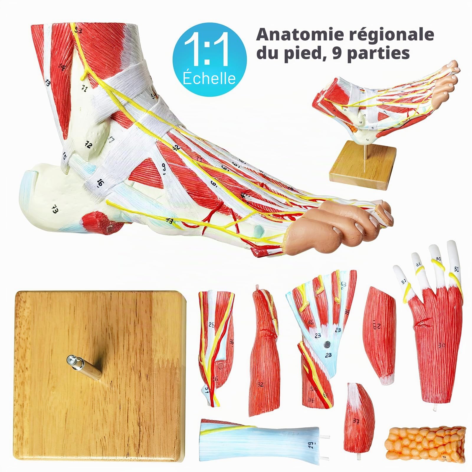 Modèle anatomique naturel de grand pied 9 parties avec 81 signes numériques et descriptions de texte correspondantes, excluant les os, les muscles, les ligaments, les nerfs et les vaisseaux sanguins