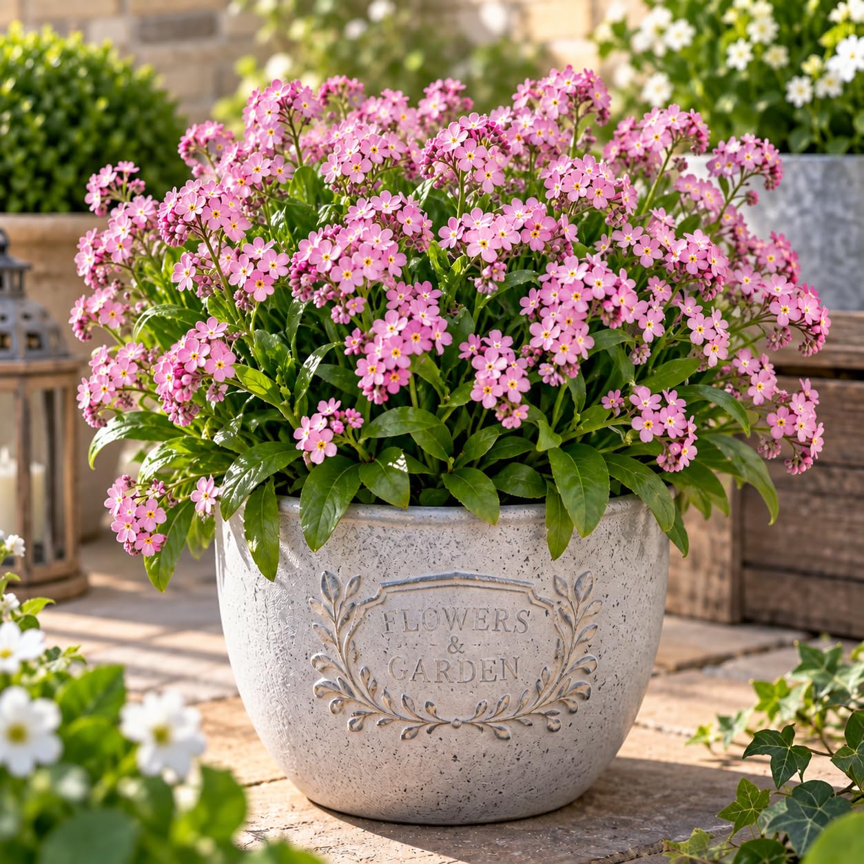 Pink Forget Me Not Plant in 10.5cm Nursery Pot, Garden Ready Plant โ image 1