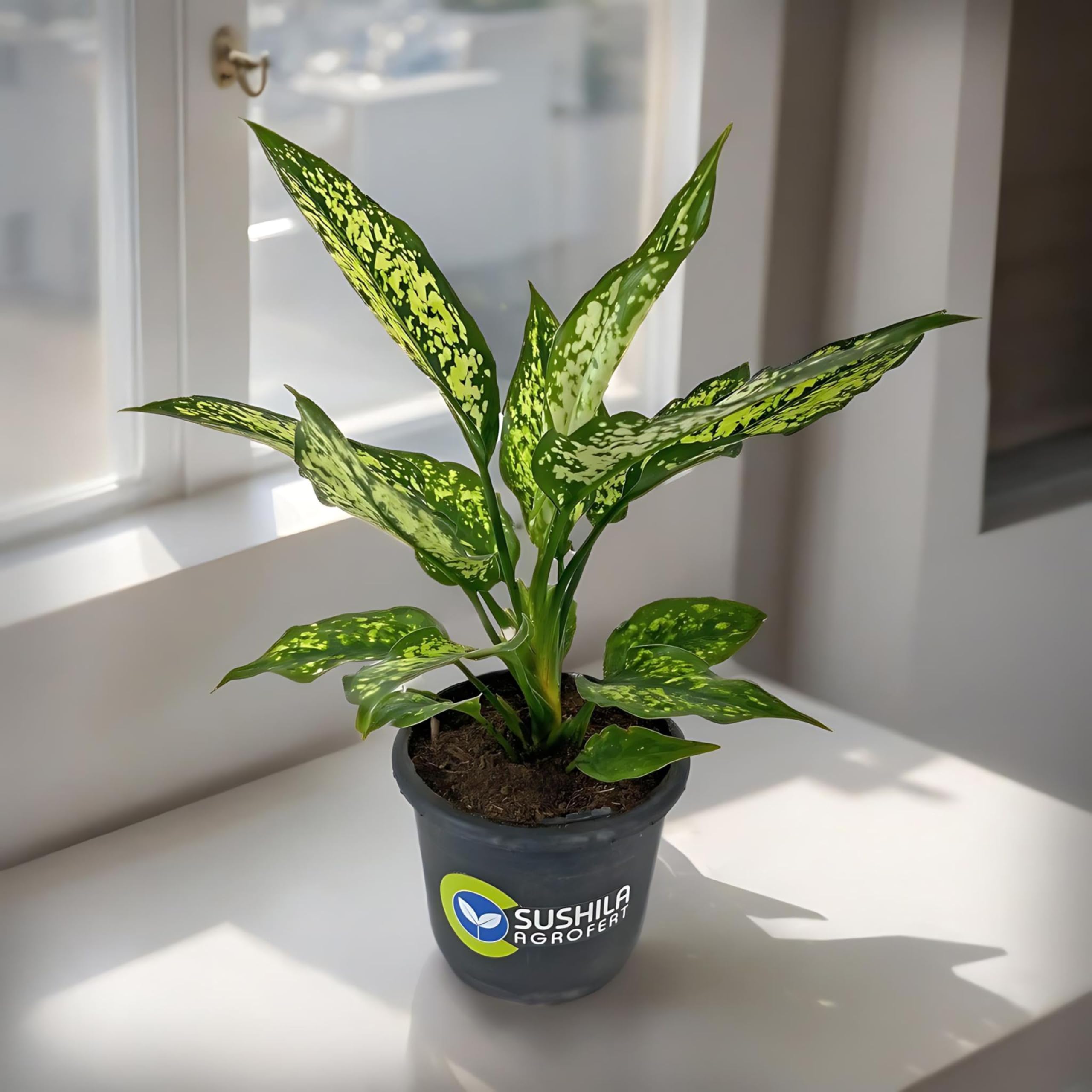 Sushila Agroferts Aglaonema Snow White Ornamental Live Plant Easy To Grow In Low Light Indoor Conditions (B0CHW9CT3J) Amazon Price History, Amazon Price Tracker