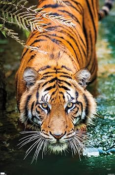 Trends International Tiger - Water Wall Poster, 22.375" x 34", Unframed Version