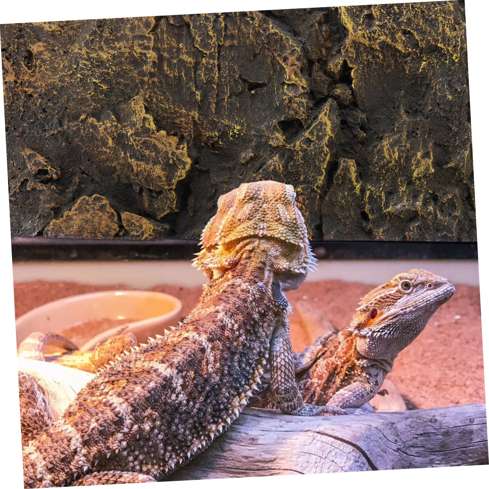 ERINGOGO 1Pc Turtle Tank Background Board Material Reptile Decor for Stylish Fade Resistant for Turtles Lizards More Create Stunning Terrarium Scenery