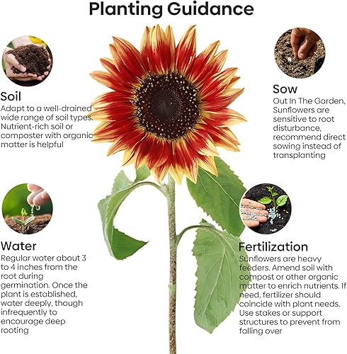 Miniatura 3 de Semillas de girasol para plantar, más de 15 variedades, 1 oz, más de 1000 semillas mezcladas para plantar girasol de colores para exteriores,