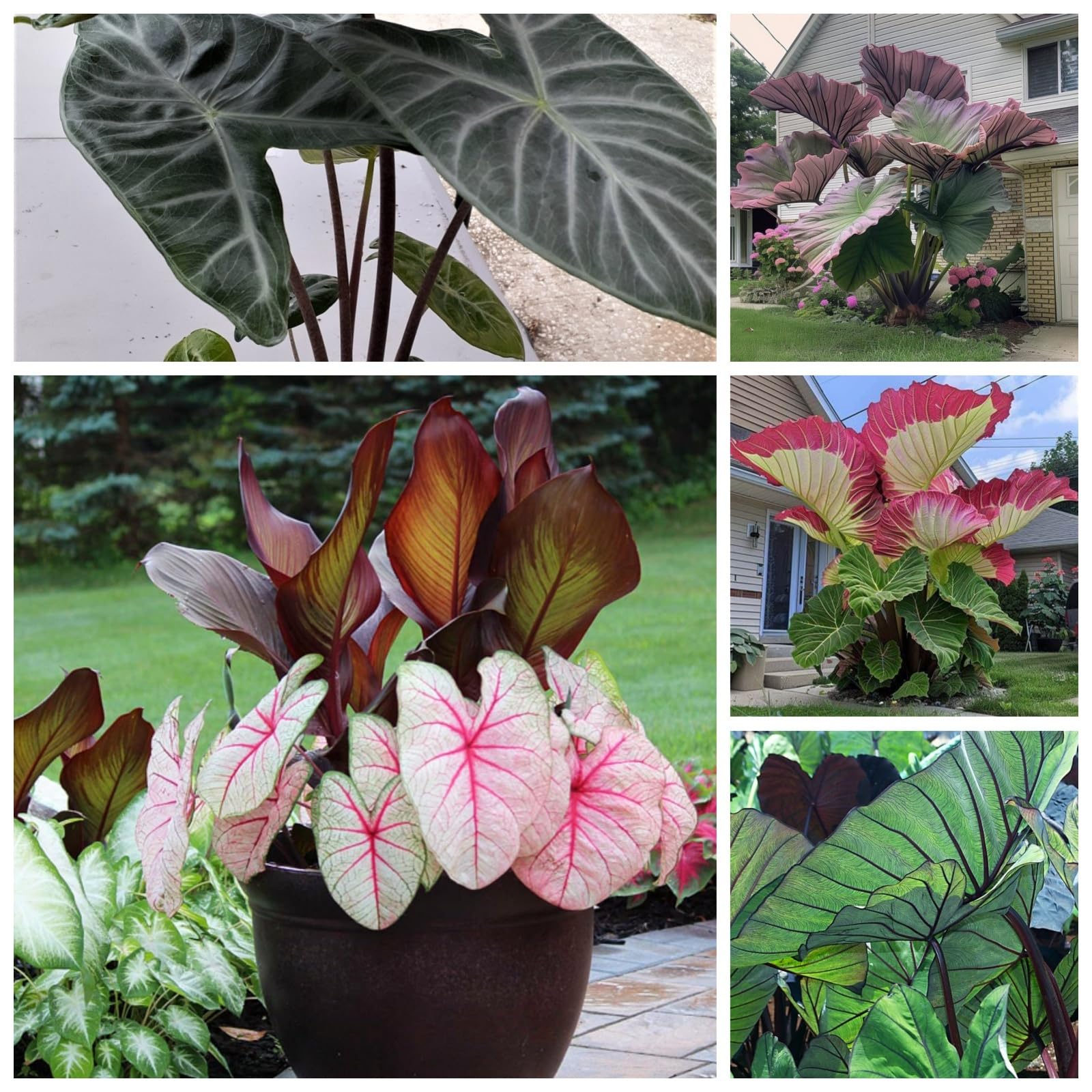 NVNJHJN.Elephant Ears Bulbs.Colocasia gigantea Bulbs.Strong Plants That Grow Well Mix Golden Jade Carving Feels Beautiful.-5 Bulbs-A