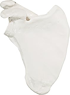 Axis Scientific Shoulder Anatomy Model of Right Scapula Bone | Shoulder Blade Model Details Skeletal Anatomy of Scapula | Scapula Model Shows Bony Landmarks and Anatomical Detail