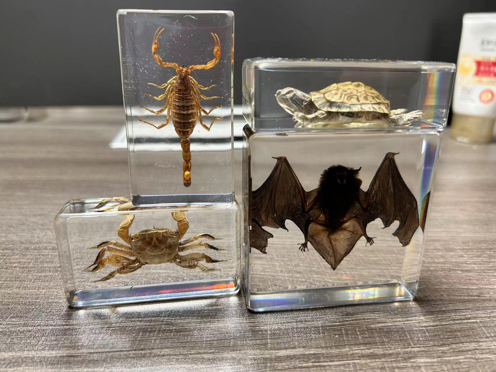 4 Stück echte Insekten-Harz-Exponate, echte Skorpione, Fledermäuse, Schildkröten, Krebse künstliche Bernstein-Harz-Exponate für naturwissenschaftliche Unterrichtsräume mit Lupe