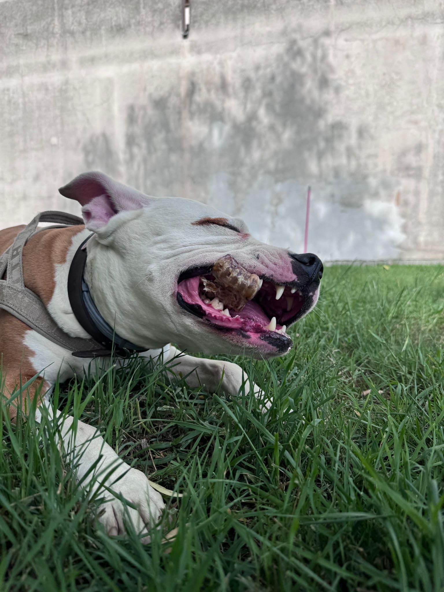 Orecchie di Bovino senza pelo, alimento naturale per Cani e Gatti essiccato a bassa temperatura. Confezione da 3 pezzi
