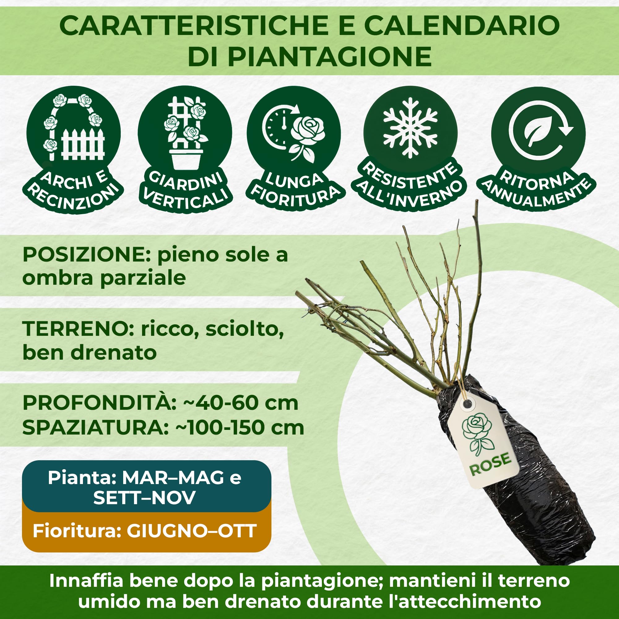 Piantine di Rosa rosa (1 pianta profumata), grandi piante perenni resistenti, piante dall'Olanda per giardino e vaso (senza semi, bulbi e non artificiali)
