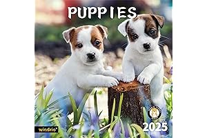 2024 - 2025 Wall Calendar: Puppies and Cuteness