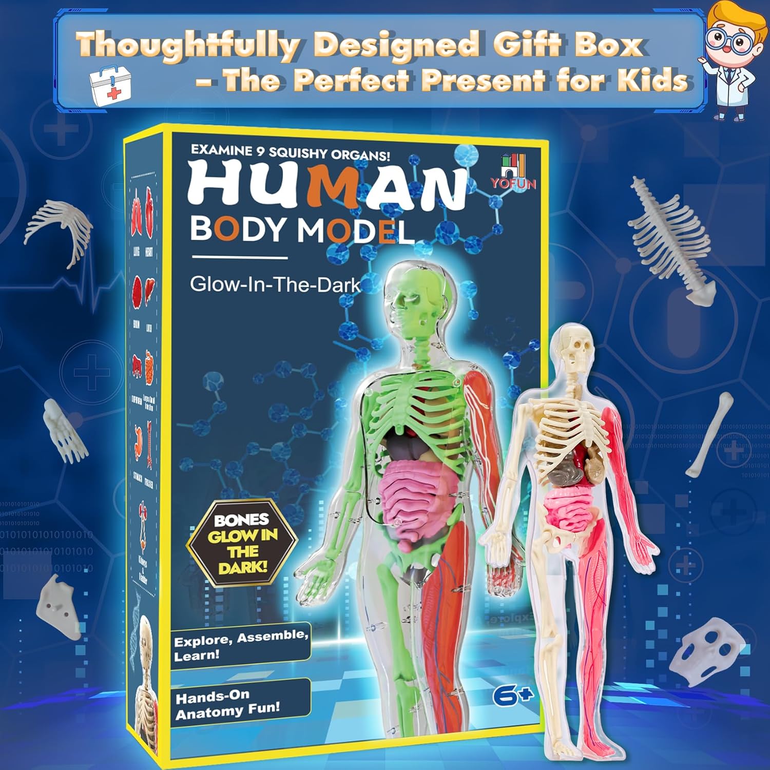 YOFUN Human Body Skeleton Model Kits for Kids,Interactive Anatomy Science Kit – Removable Muscles, Organs,Bones,STEM Educational Toys for Boys and Girls Aged 6+ - Image 6