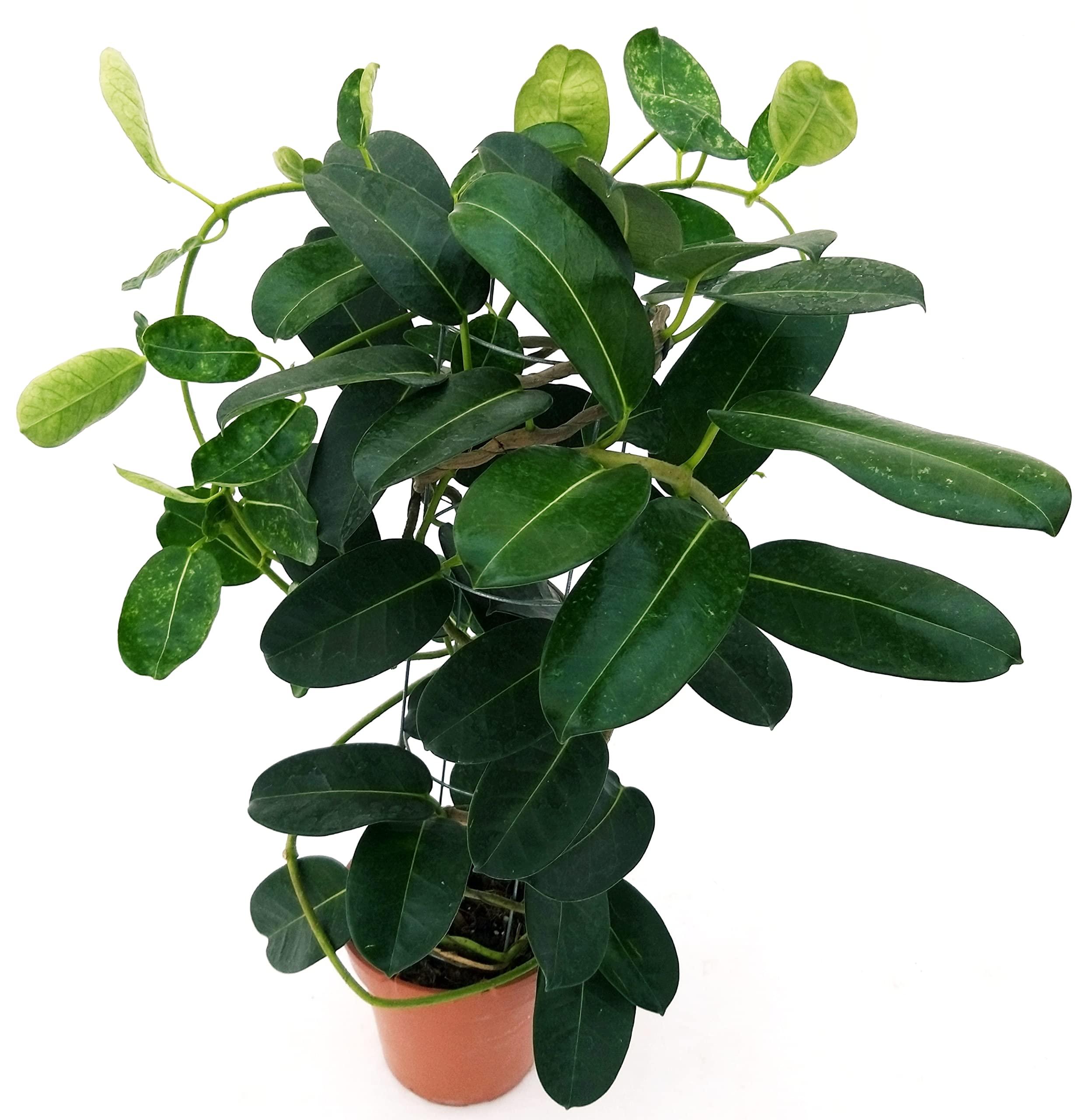 GELSOMINO STEPHANOTIS FLORIBUNDA, ALTEZZA 35CM, 2 PIANTE, IDEALE PER GIARDINI, pianta vera