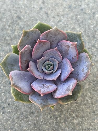 Echeveria Pink Butterfly Live Succulent Plant, 2 Inch Pot with Soil, Fully Rooted for Home and Office Decor or Gift