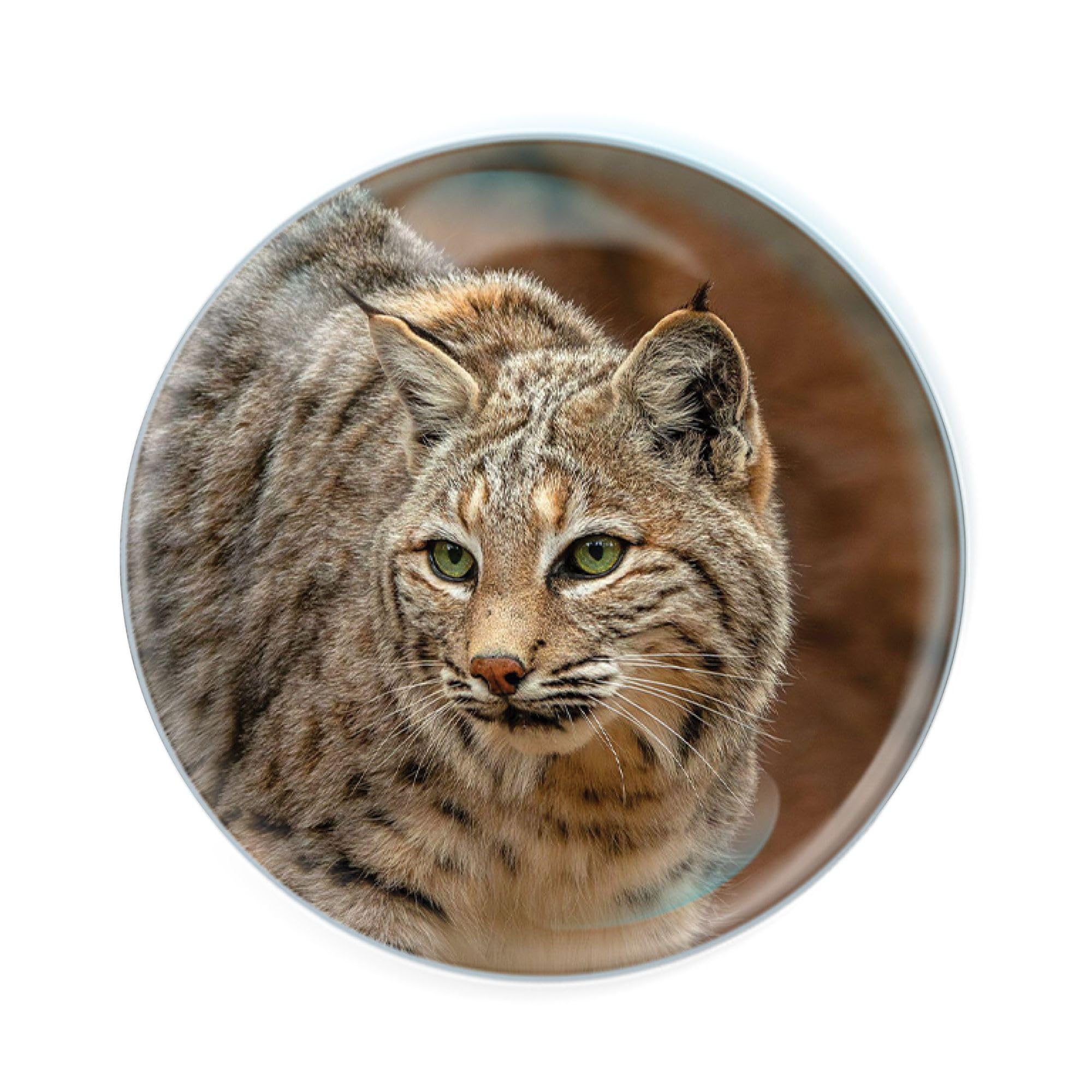 Deluxebase Bobcat Magnidome Fridge Magnet. Crystal Glass Dome Animal Magnet, Strong Decorative Magnet For Kitchen Accessories, Novelty Gifts And Cute Office And Home Decor.