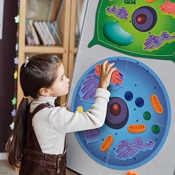 2 Set Magnetic Animal and Plant Cell Anatomy Model Set Biology Science Learning Kit for Classroom Home School Supplies Stem Educational Teaching Tool