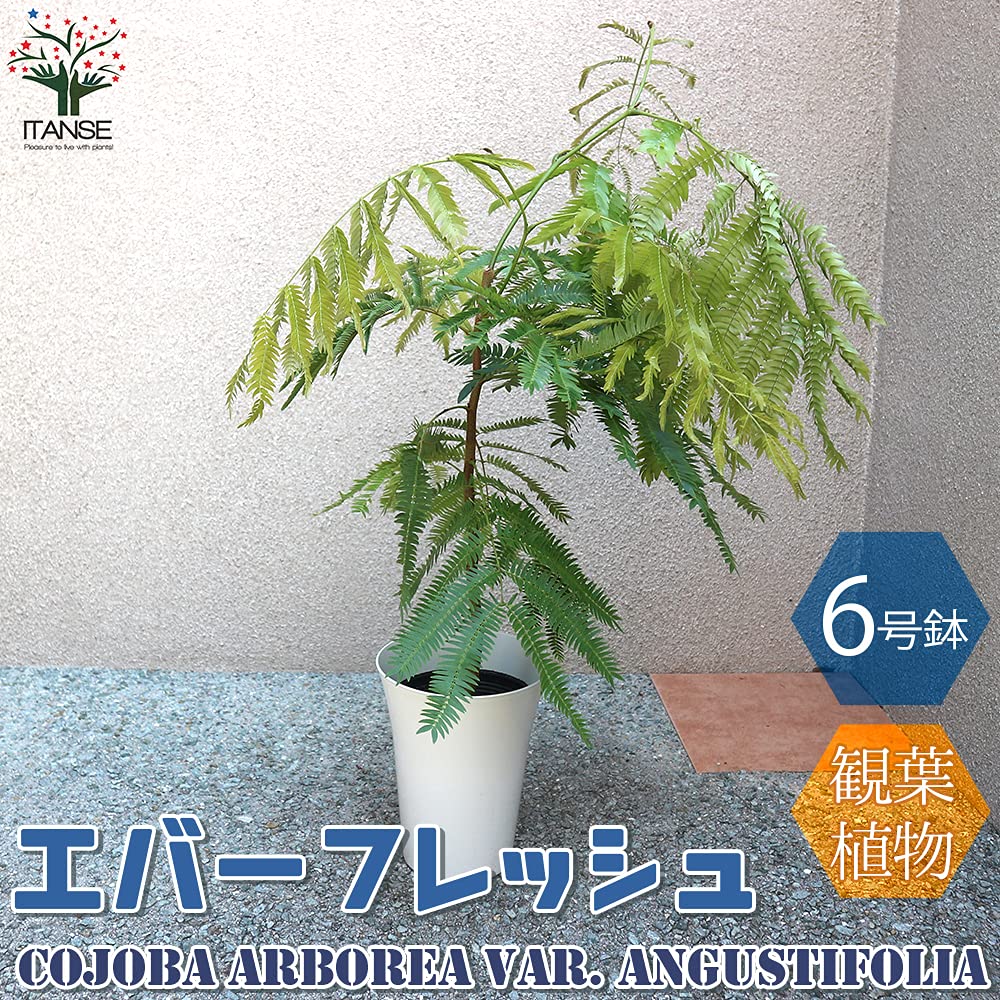 Amazon.co.jp: ITANSE エバーフレッシュ(アカサヤネムノキ) 6号