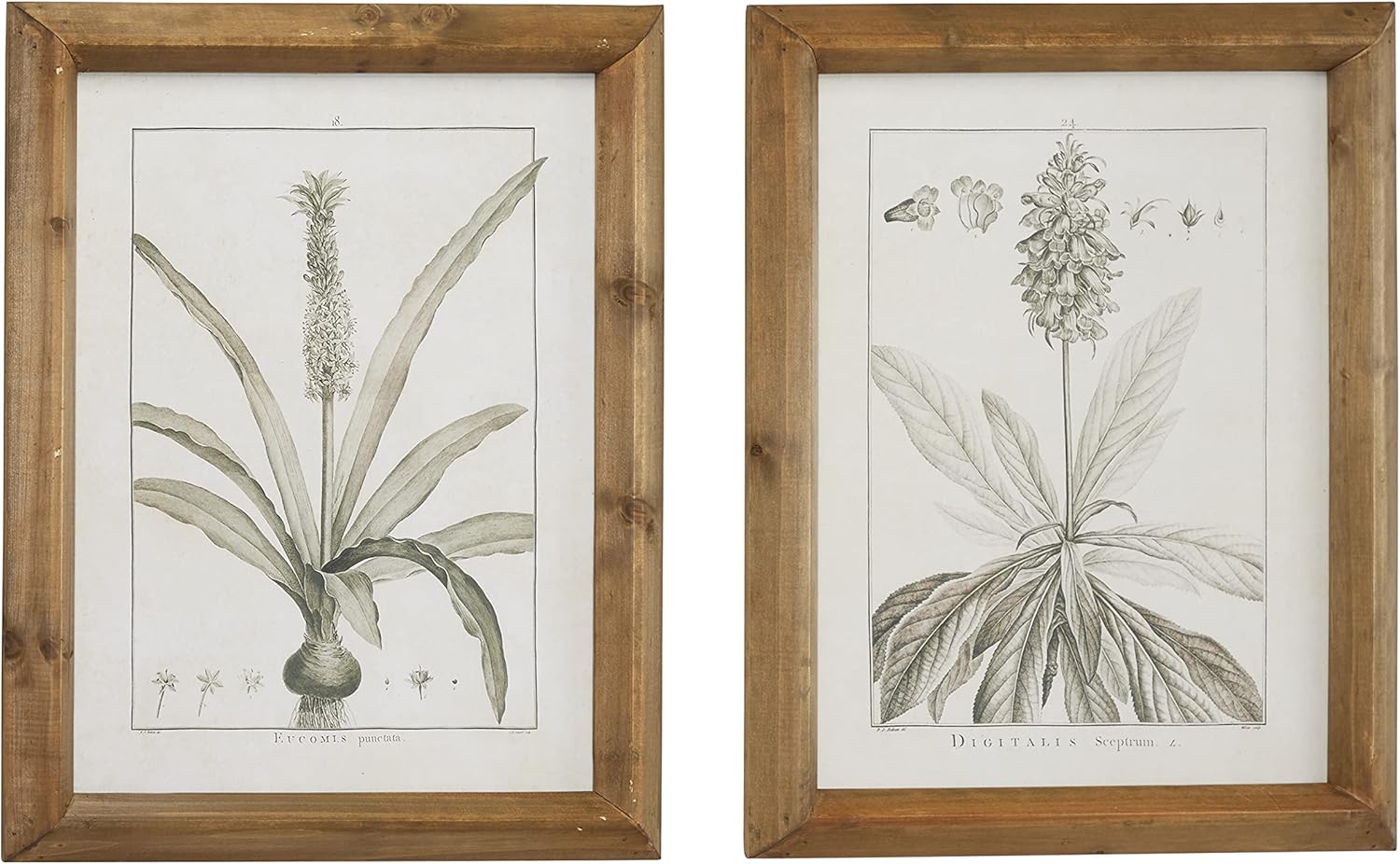 Light Brown and White Botanical Print Wall Art Set