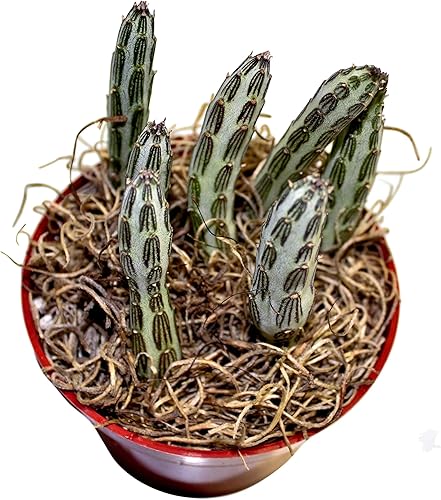 Miniatura 2 de Fat Plants San Diego Planta(s) Suculenta(s) Completamente Enraizada(s) en Macetas Plantadoras de 4 Pulgadas con Tierra - Suculentas Reales Vivas en