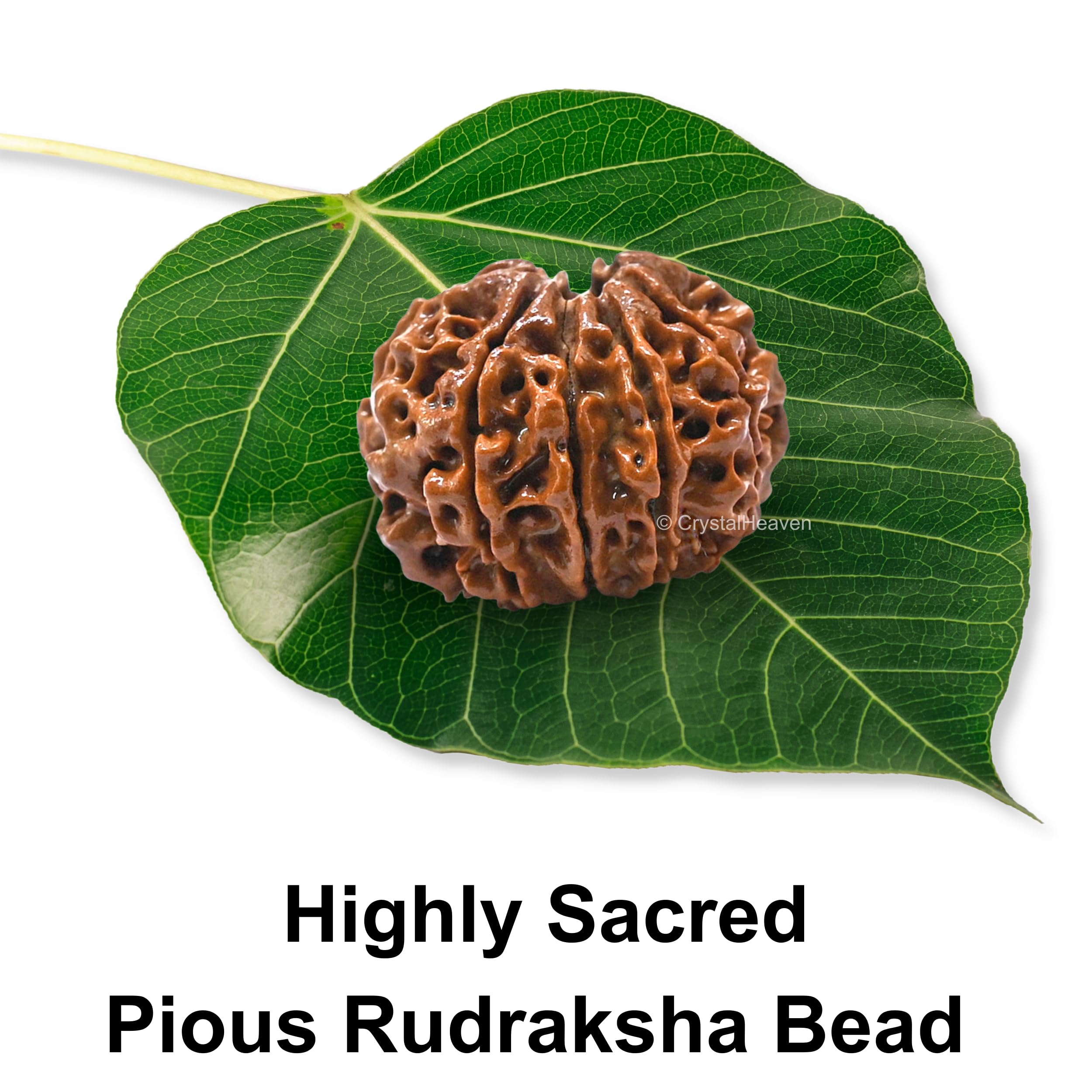 10 Mukhi Rudraksha Original Certified Bead - Natural Nepali 10 Mukhi Rudraks for Meditation and Prayer, Protection, Chakra Balancing, Spiritual Growth and DIY Pooja Supplies