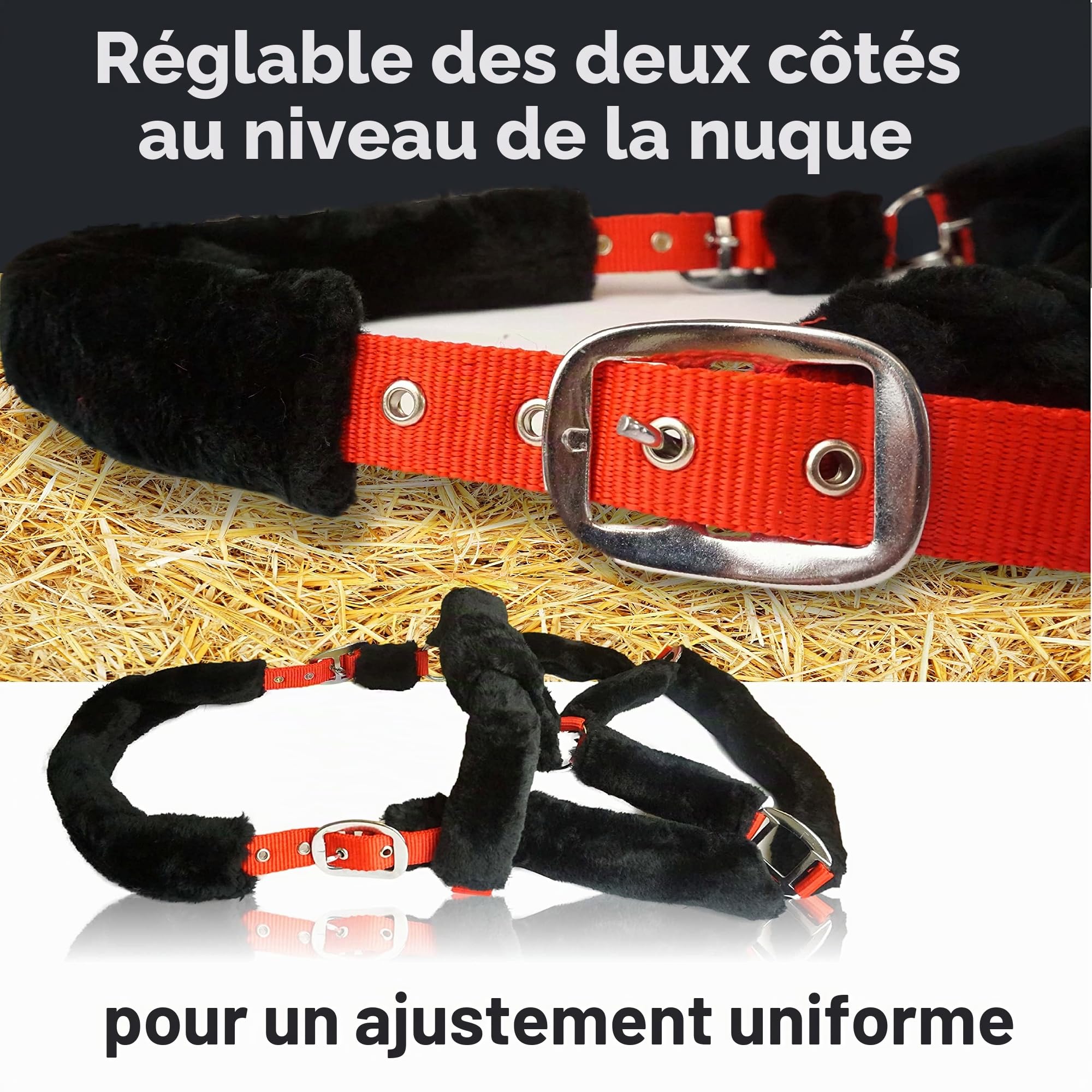 Pferdelinis Licol et Longe pour Cheval avec Longe, Crochet de Panique, Licol Poney, COB, Sang Chaud, Sang Froid (Globe)