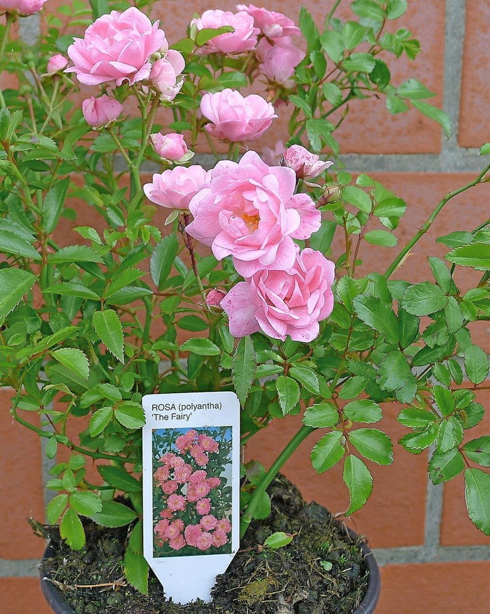 10x Bodendeckerrosen 'Rosa The Fairy' - Winterhart & Mehrjährig | Extra Buschig im 1L Topf | Sommerblüher Juni-Oktober