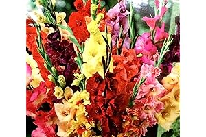 20 Pack Pastel Mixed Gladiolus Bulbs for Planting Outdoors - Perennializing Gladiolus Flower Bulbs