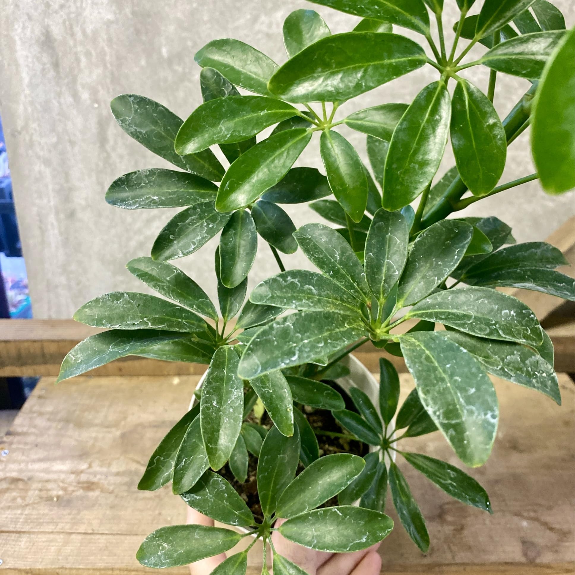Amazon｜観葉植物 シェフレラ コンパクタ｜観葉植物 オンライン通販