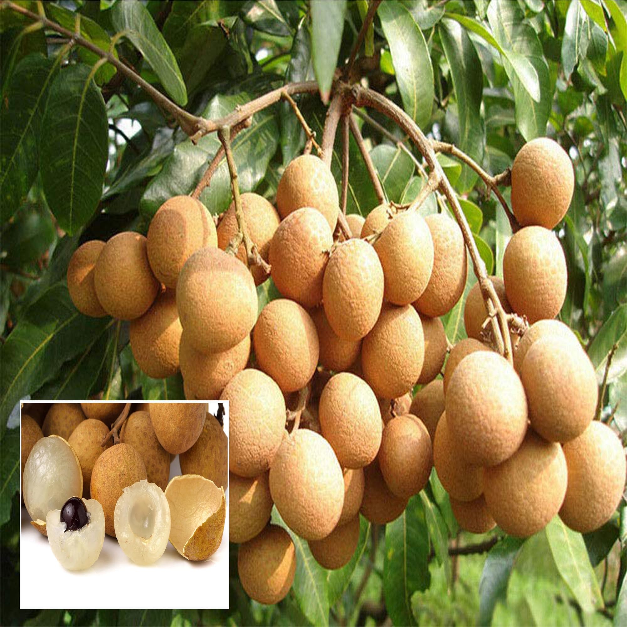 See full amazon price history chart for TAPOBON Kohala Dragon Eye Longan Grafted Fruit Live Plant (1-2 Feet Height) TAPOBON Kohala Dragon Eye Longan Grafted Fruit Live Plant (1-2 Feet Height) (B0CLXDMMMX) Amazon Price History, Amazon Price Tracker
