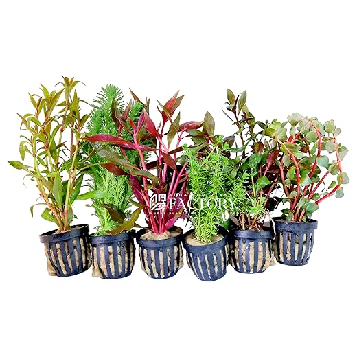 Aquarium Plants Packages [Grower's Choice] by Aquarium Plants Factory