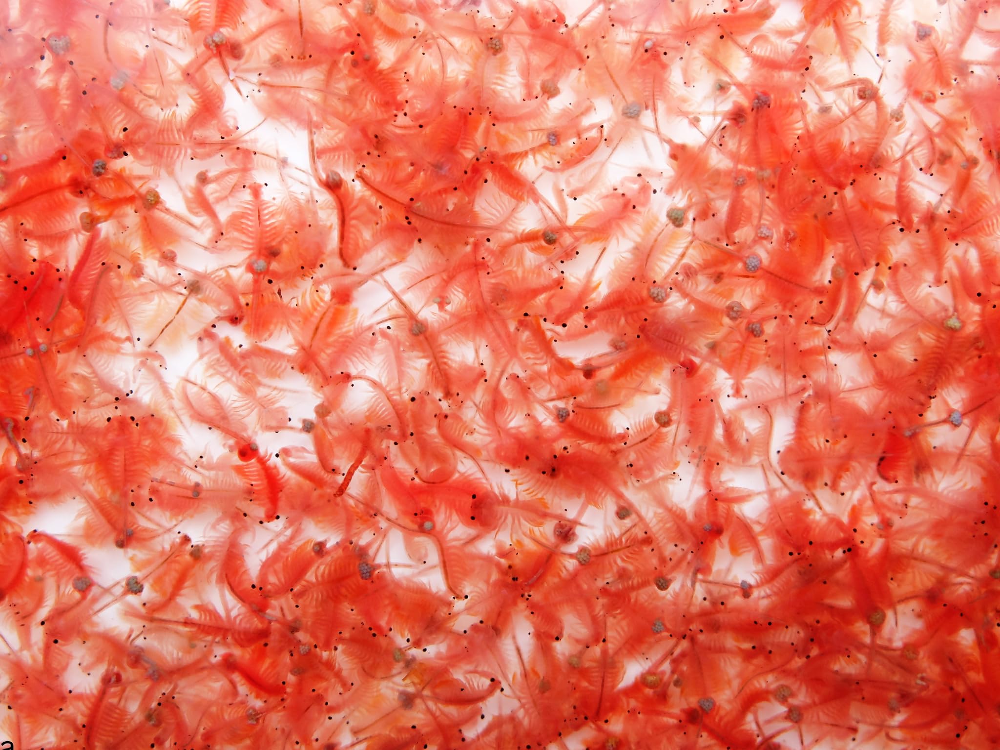 Live Adult Brine Shrimp Pack of 3,100ml Live Fish Food, Tropical Fish Treat