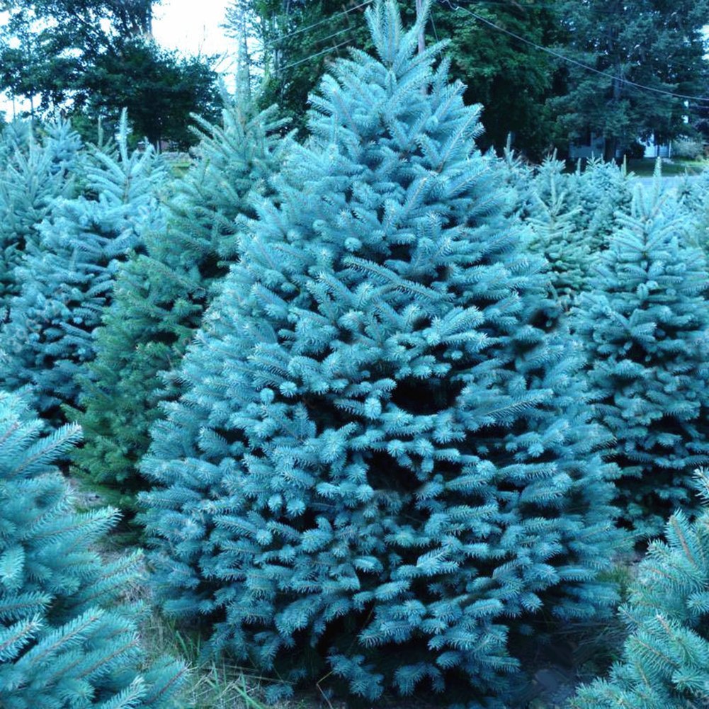 TYNYY20 Pcs Seeds Adaptable Colorado Sky Blue Spruce Hardy Picea Pungens Glauca Tree Seeds for Home