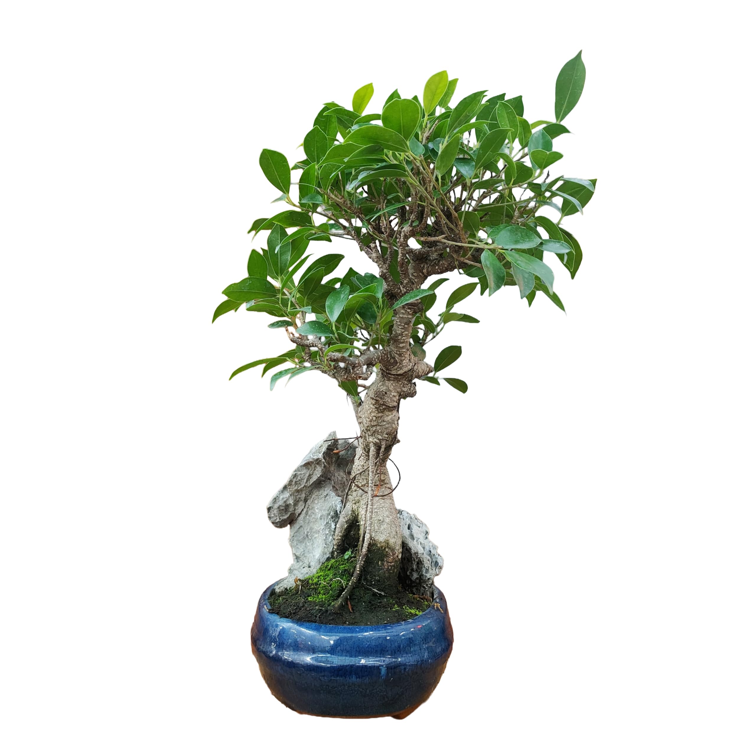 Bonsai Ficus Retusa con Roca Decorativa, Maceta Azul de Cerámica, para Interior y Exterior, Ideal para Principiantes