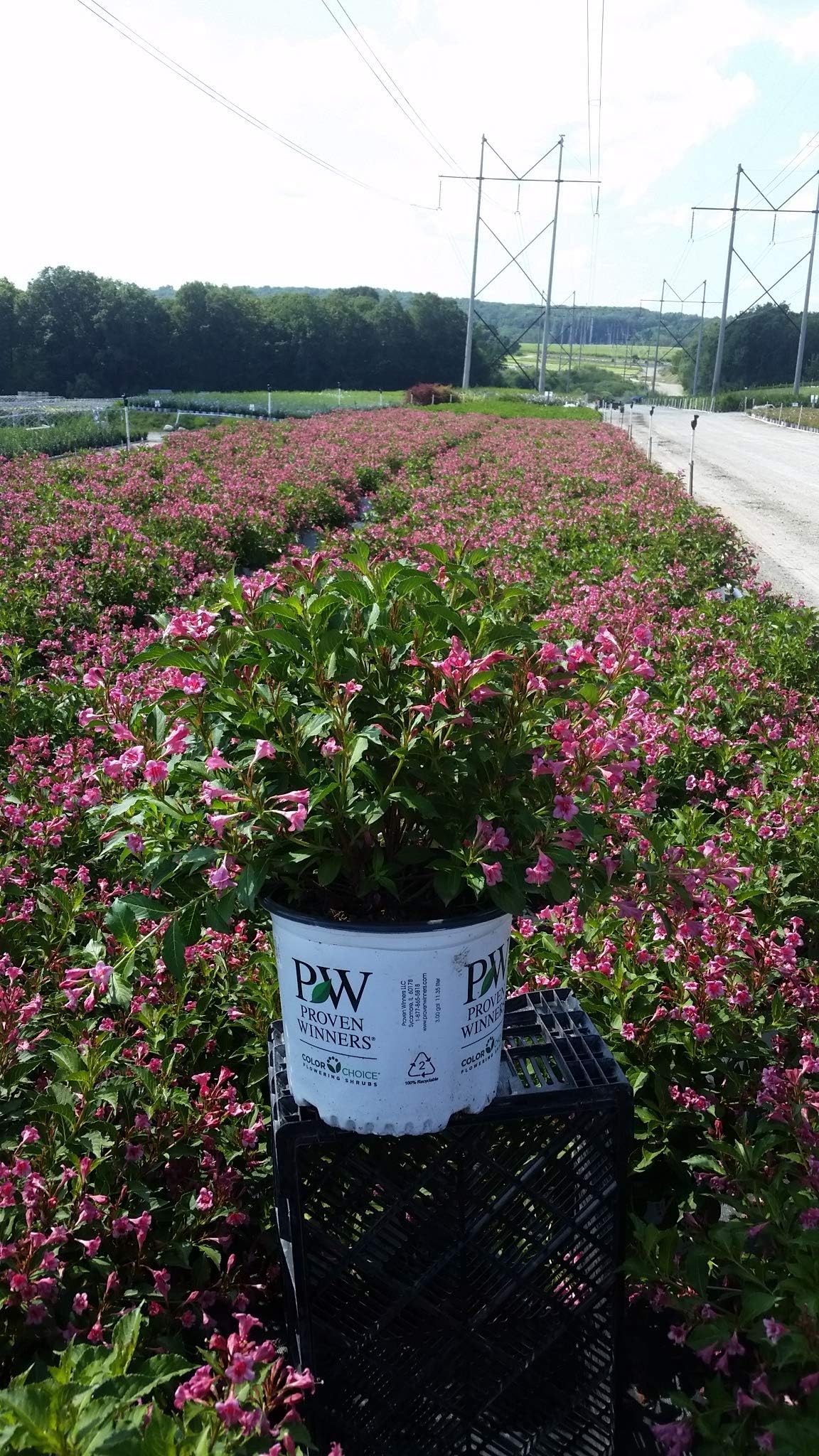 Live Plant from Green Promise Farms Florida Snippet 'Dark (Weigela) Shrub, 3-Size Container, Pink Flowers