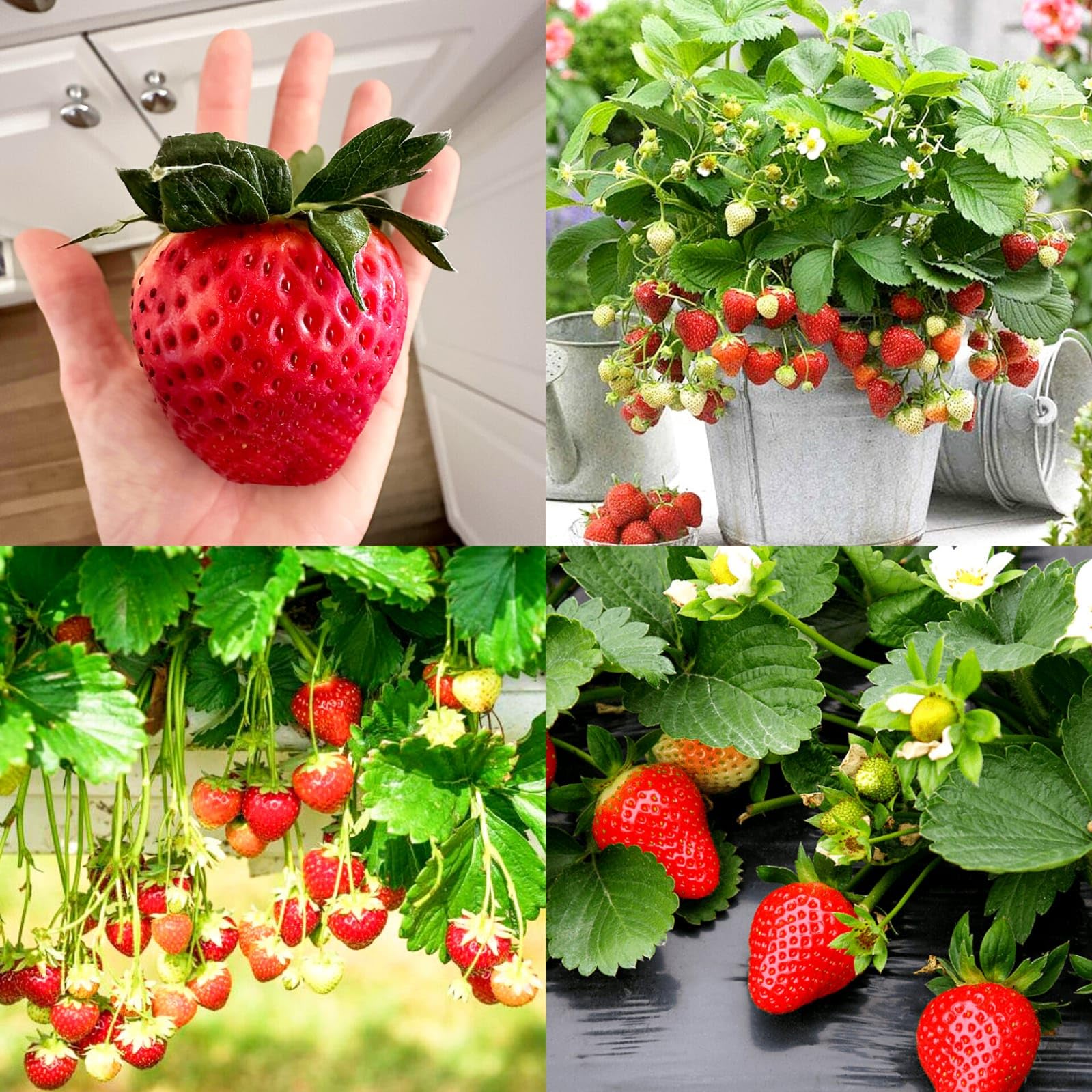 Sweet Charlie Grafted Strawberry Live Plant | Early Fruiting Hybrid Variety | High Yield (Pack of 1 healthy live plant)-image-27