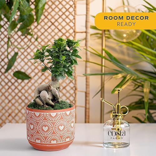 Miniatura 2 de Costa Farms - Mini bonsái vivo de interior, 1 año de edad, planta de interior fácil de cultivar en maceta, incluye tierra, decoración de habitación