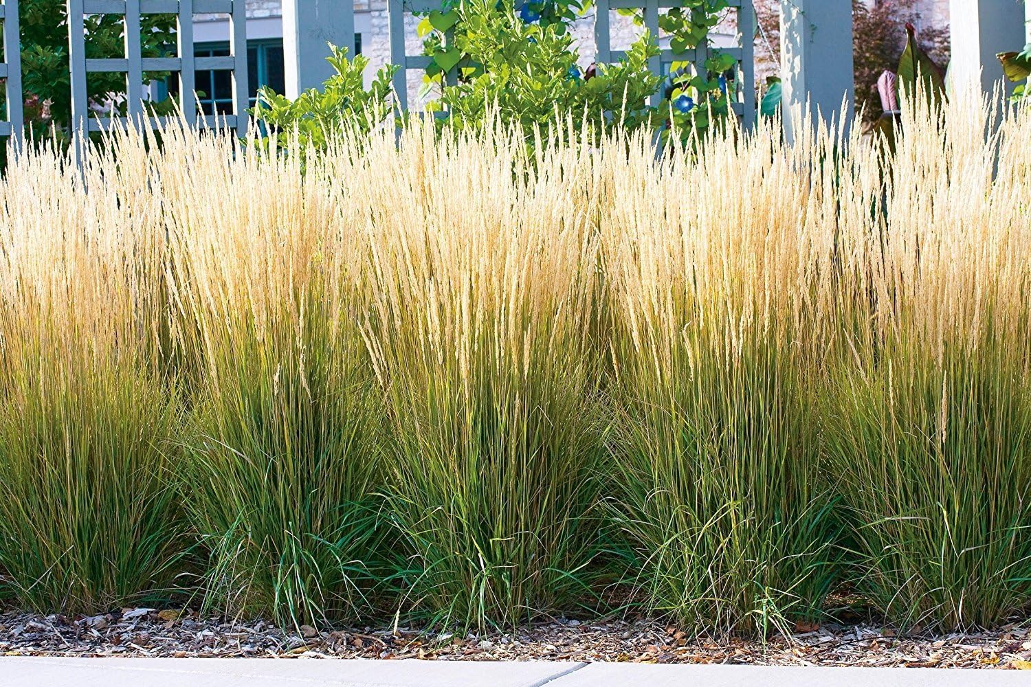 Stauden Gänge 10 x Calamagrostis x acutiflora 'Karl Förster' Reitgras | Hohes Ziergras für Sonne bis Halbschatten, Blüte Juni bis August, mehrjährig, 1 L Topf (11x11 cm)