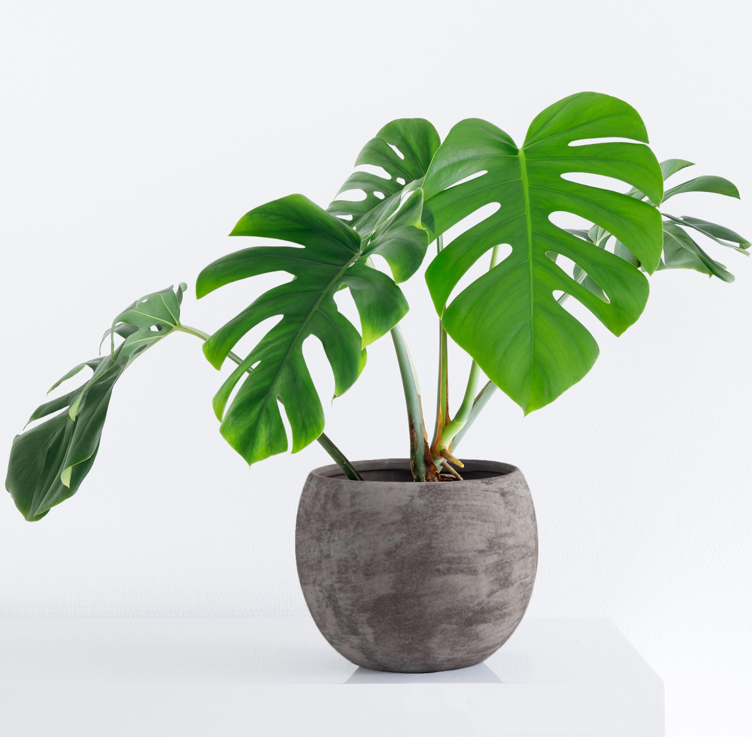 Olly & Rose Pot de fleurs et plantes 25 cm Grand, texturé, finition lavée, pour intérieur et extérieur, anthracite, noir, pot de fleurs