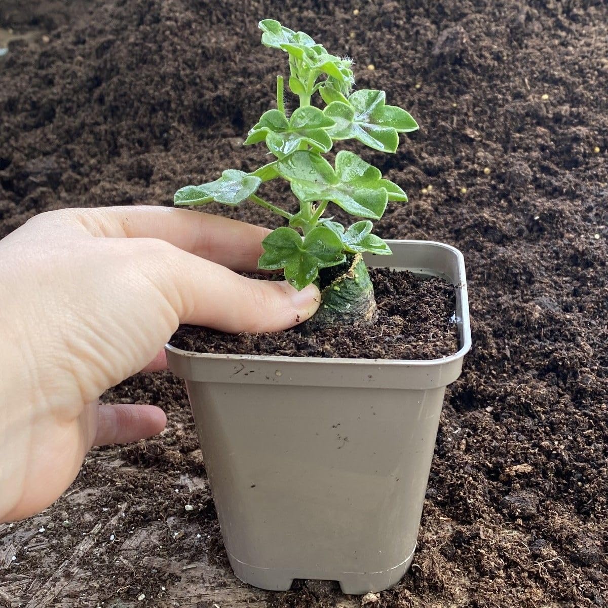 Brookside Nursery Taupe-Grey Recyclable Square 9Cm Plastic Plant Pots (10)