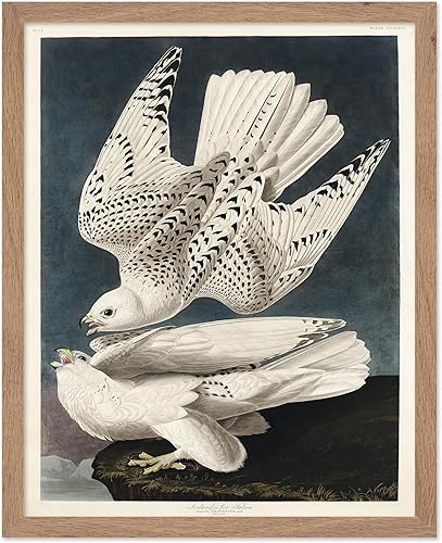 Miniatura 49 de Poster Master Póster vintage de colibríes, impresión de formas de arte retro en la naturaleza, arte de pájaros, regalo para él, ella y amante de los