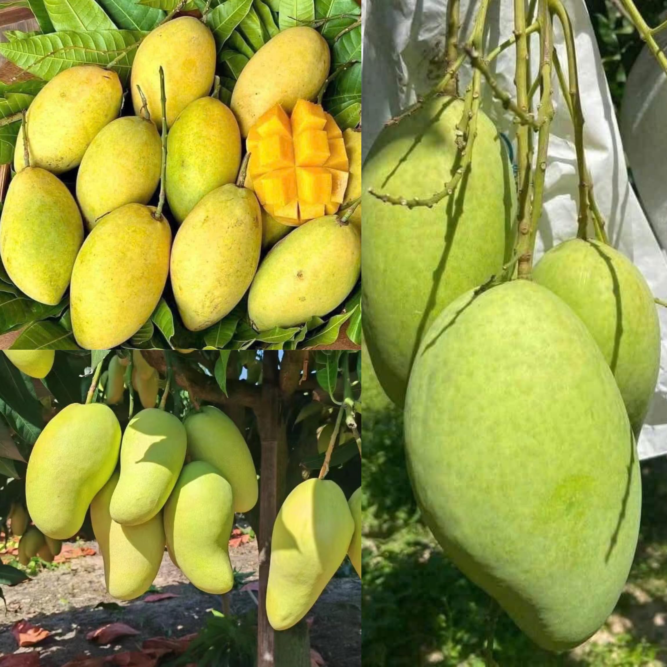 Sponsored Ad - CPEYARE GRAFTED Rajapuri Mango Tree (Height 1.5-2 Feet) Furit After 1.5-2 Years Live Plant For Home Garden test to good Mango size 350-400g