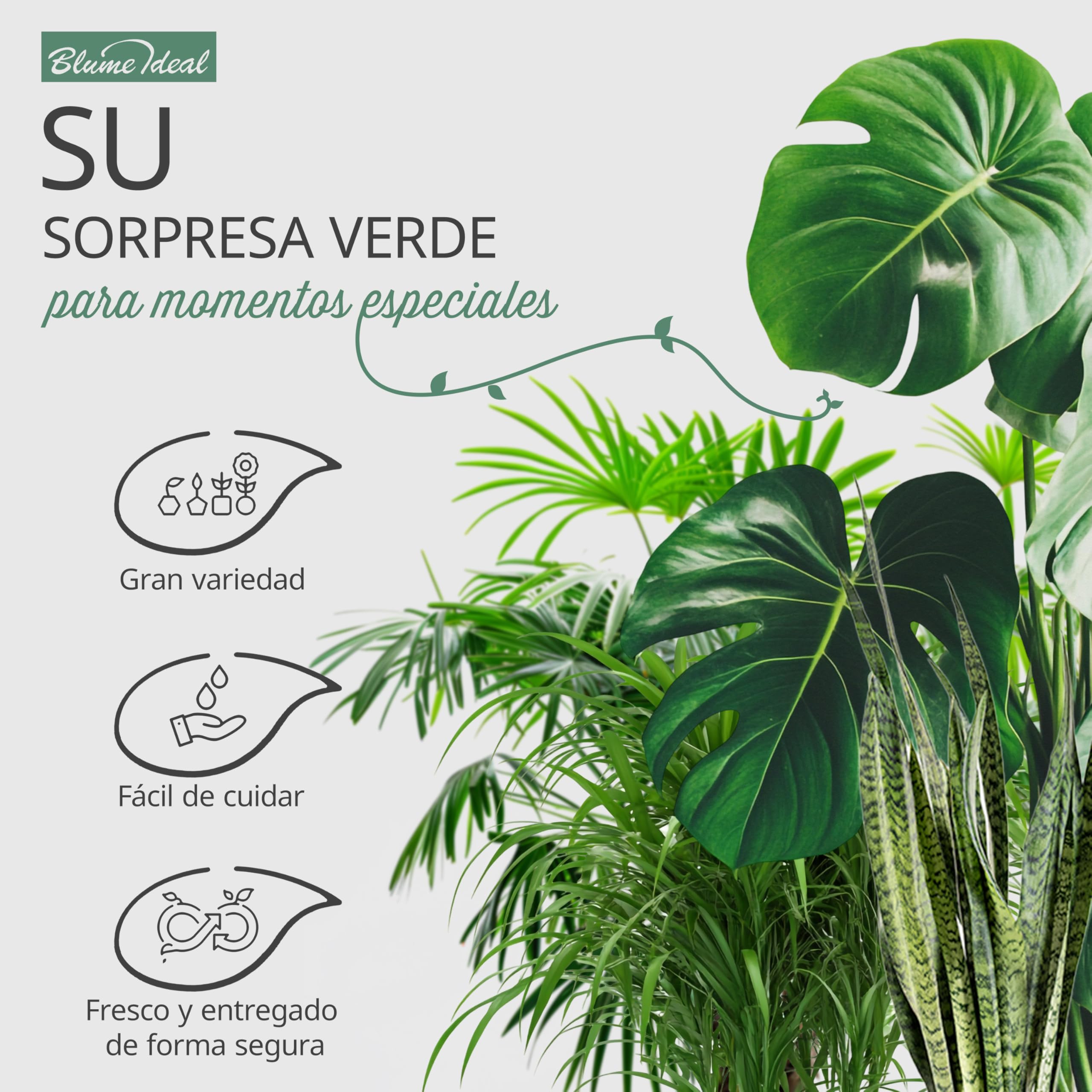 Set de 5 Plantas Sorpresa | +/- 40-70 cm | ø 12-15 cm maceta | Plantas para el hogar y la oficina, calidad de expertos en plantas, envío rápido, decoración verde