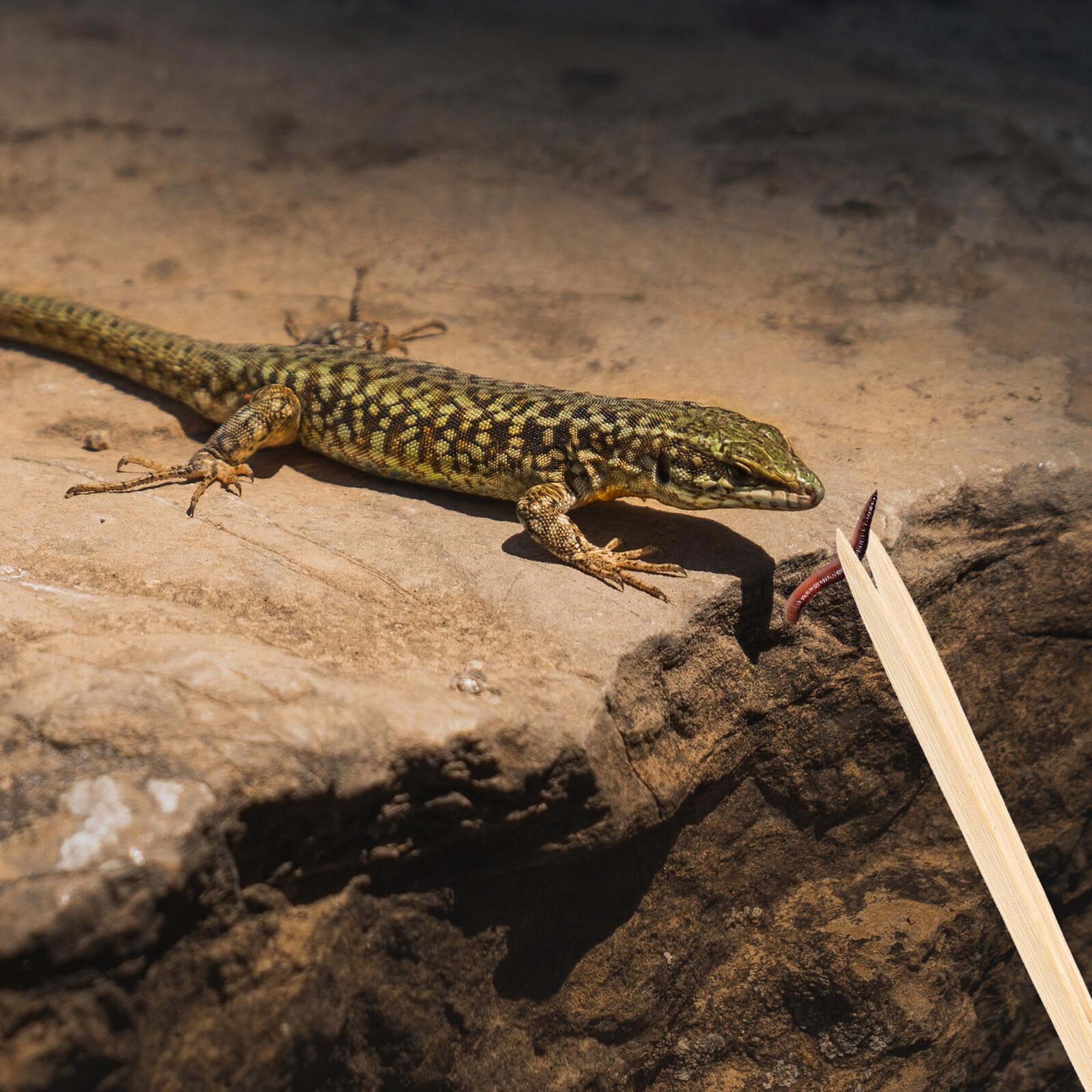Pince Bambou pour Nourrir Reptiles Pince Nourrissage Sécurisée et Réutilisable pour Lézards Serpents et Tortues Outil Alimentation Écologique et Pratique