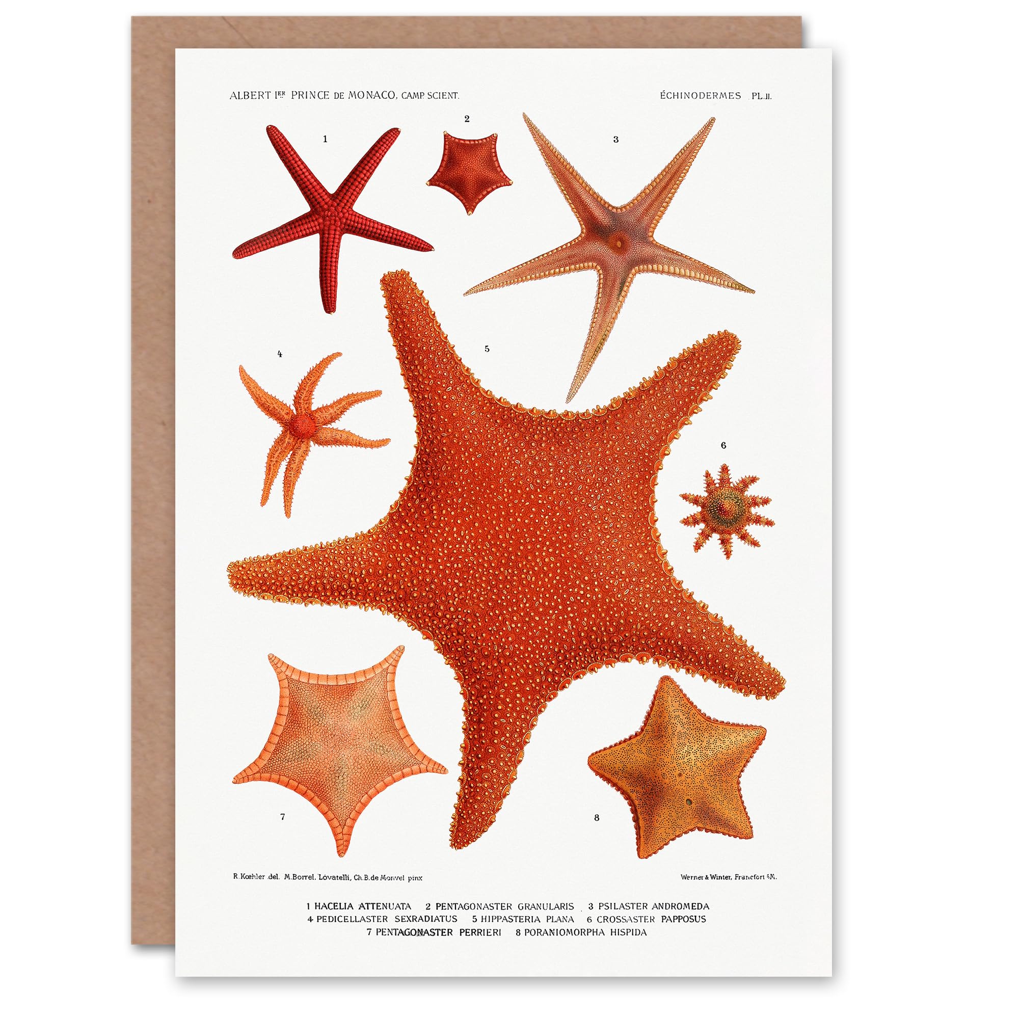 Vintage Marine Life Art Card Starfish Species Varieties