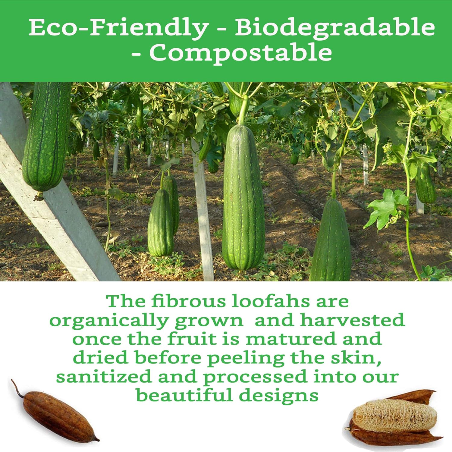 100% Natural Loofah Exfoliating Sponge (3 Pack) - Loofah Body Scrubber - Loofah Sponge - Organic Loofah - Exfoliating Body Sponge - Biodegradable Loofah - Bath Luffa Sponges - Exfoliating Loofah Pad : Beauty & Personal Care