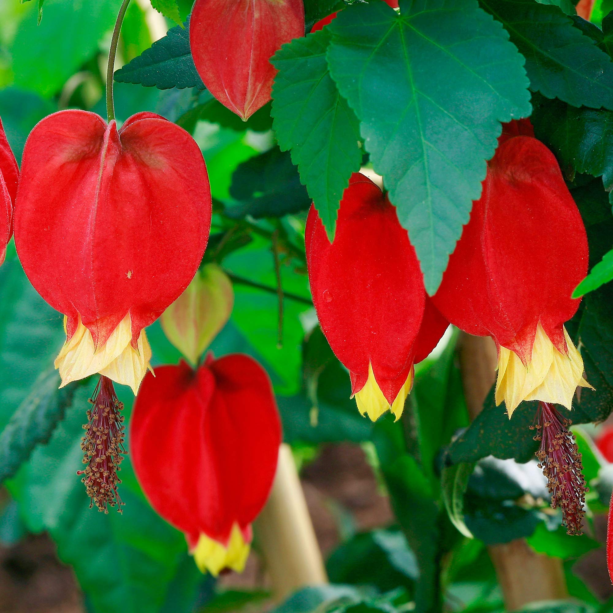 Abutilon Megapotamicum Bushy Deciduous Outdoor Garden Flowering Tropical Shrub (20-30cm (Incl. Pot))