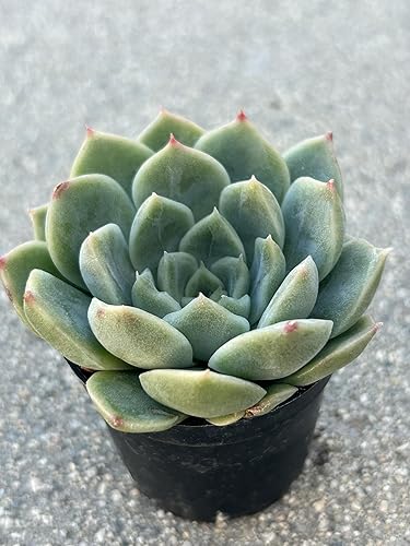 Miniatura 2 de Echeveria Pixie Bunny - Planta suculenta viva, verde con puntas rosas, maceta de 2 pulgadas, regalo decorativo para oficina en casa