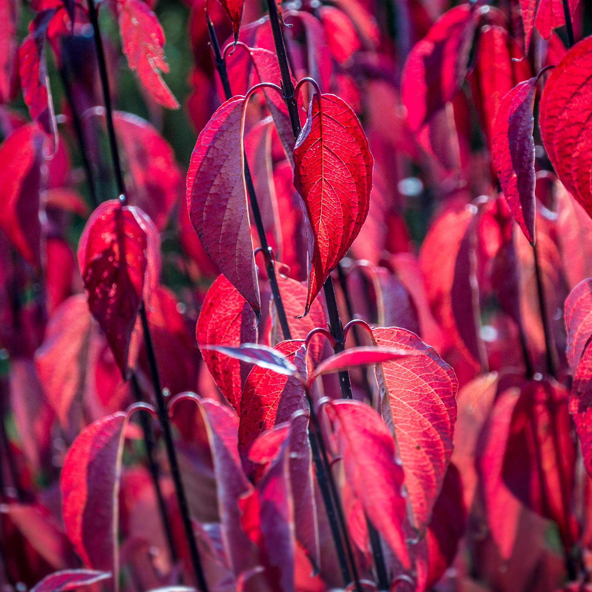 Cornus alba Kesselringii | Deciduous Flowering Shrub | 20-30cm (incl. Pot)