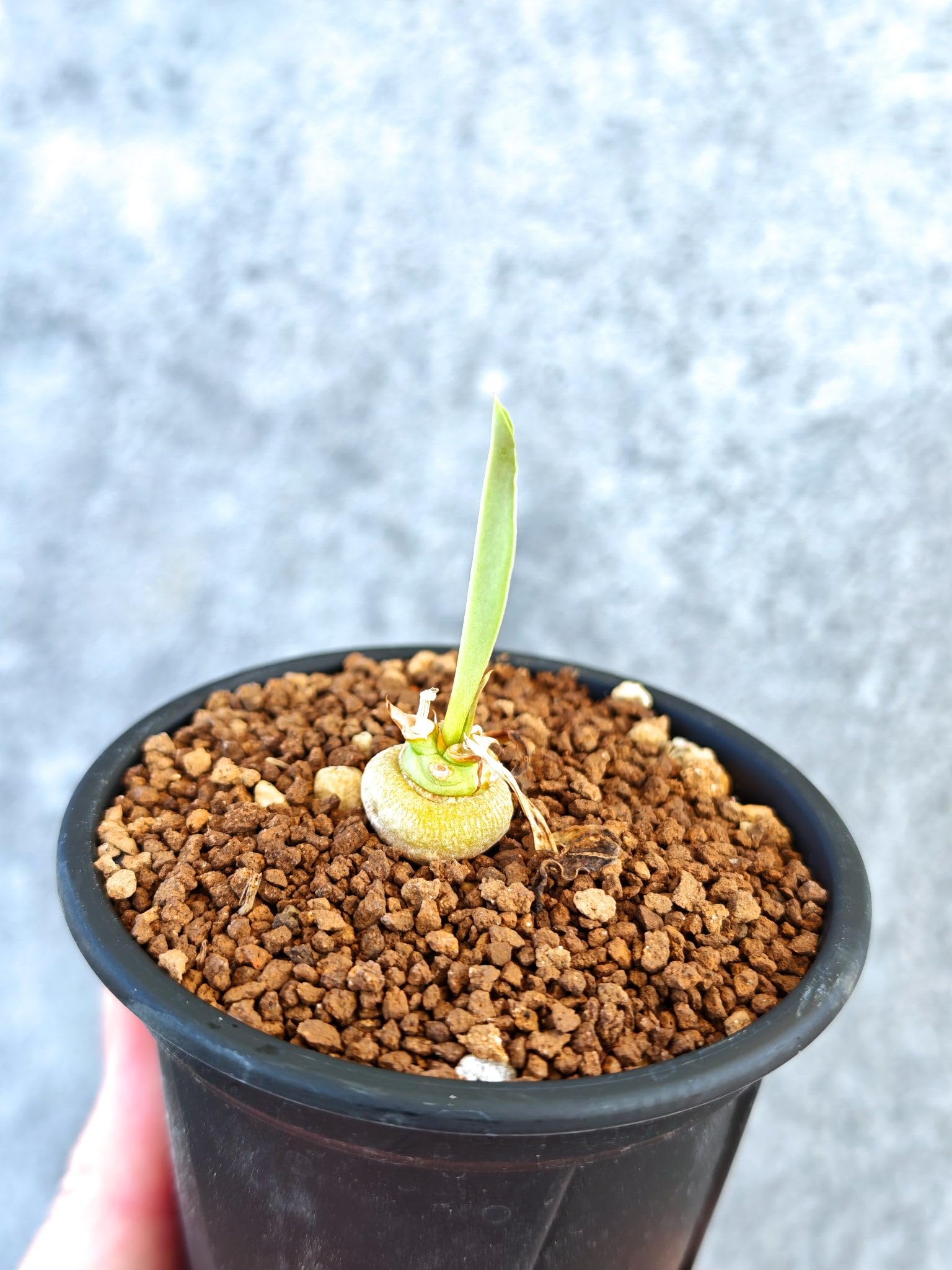 Amazon｜【現品限り】ユーフォルビア・サピニー 実生【K56】 Euphorbia