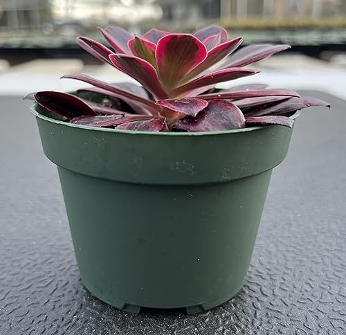 Miniatura 89 de Othonna capensis L.H.Bailey de 4 pulgadas, rara suculenta colgante de color púrpura completamente enraizada en macetas con mezcla de tierra, Collar