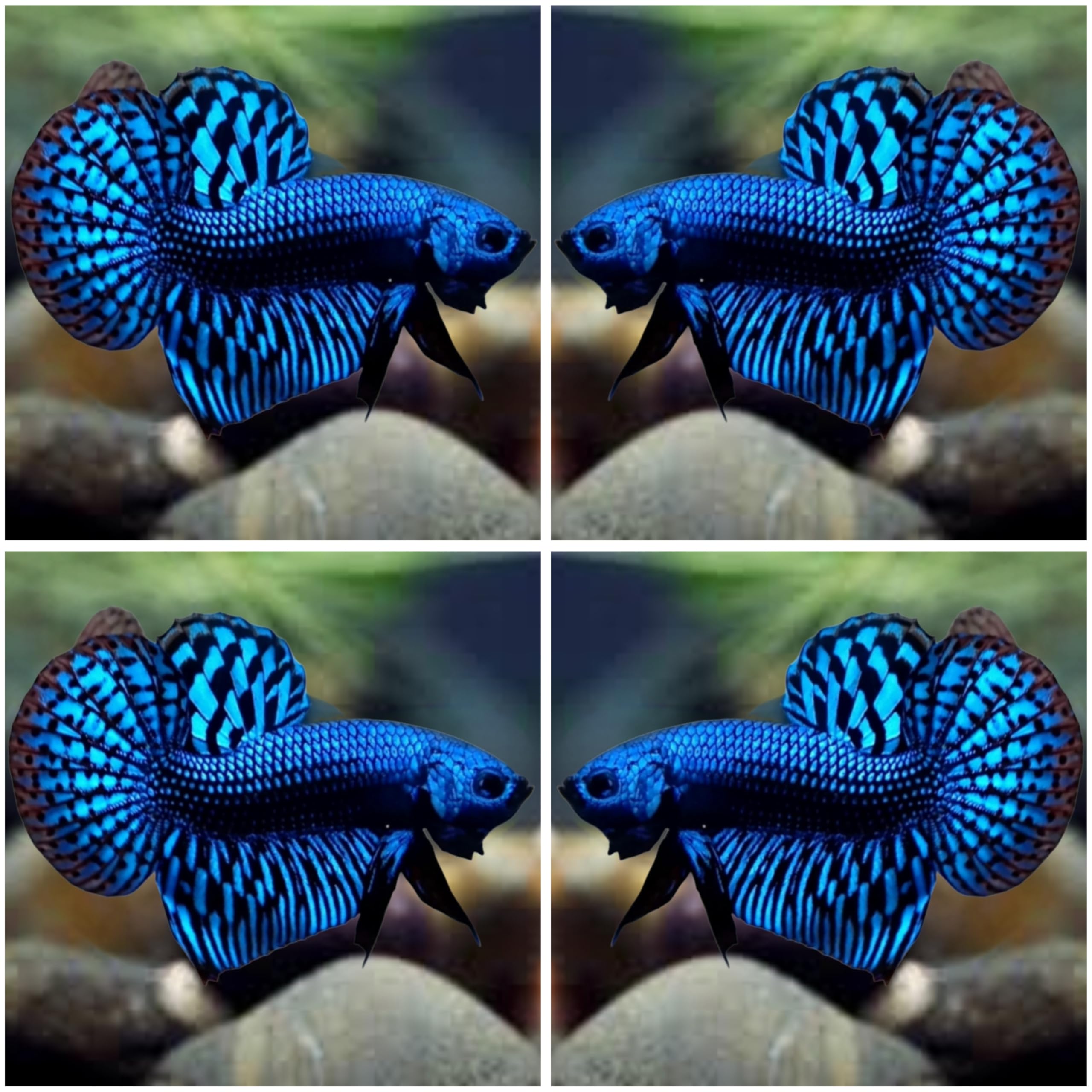D&A Tropical Live Fish-1 Male Wild Betta Alien Live Fish- Live Betta Fish for Pond, Fish Tank or Aquarium, Live Fish Freshwater (Alien Blue)
