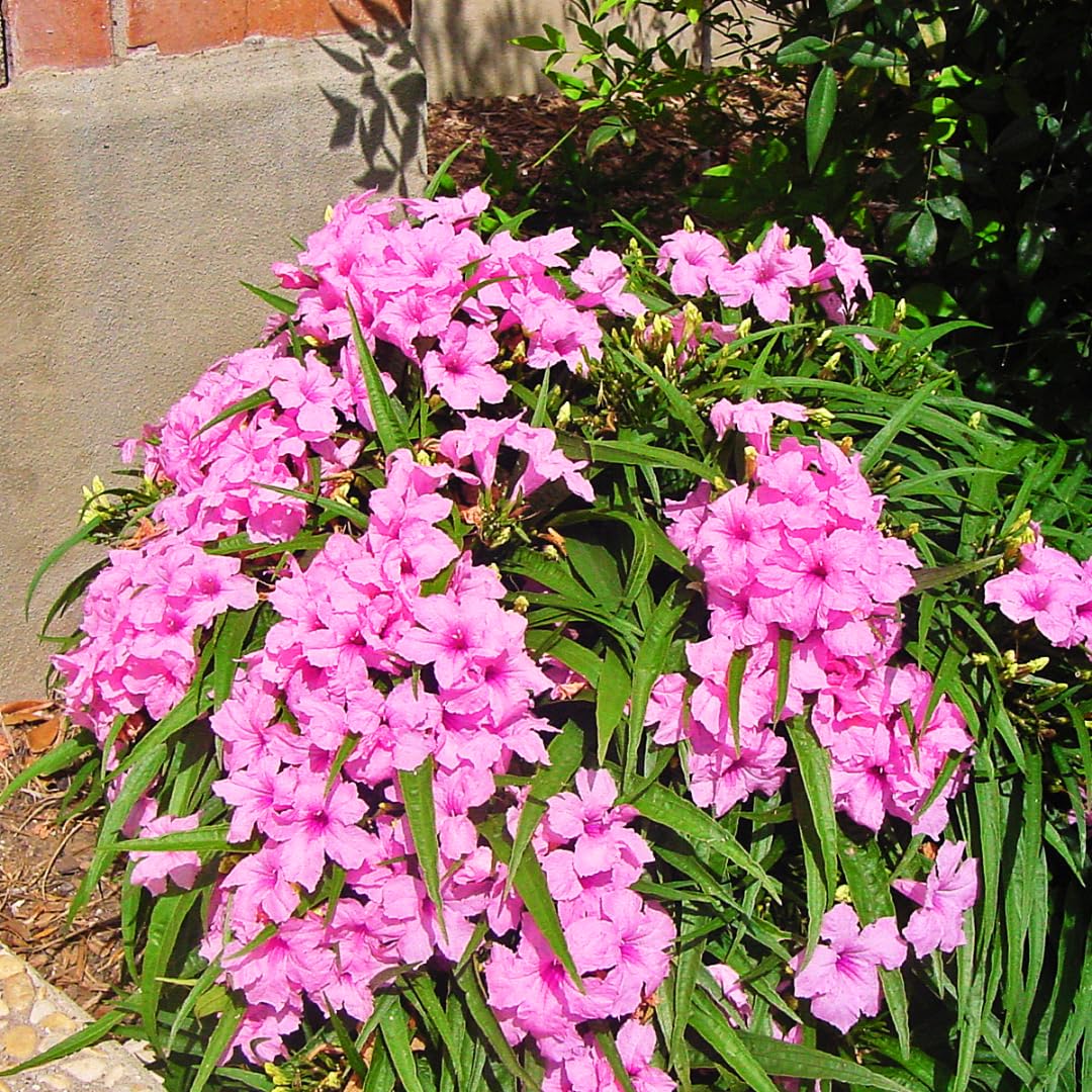 Pack 2 Hardy Mexican Petunia UIOTER